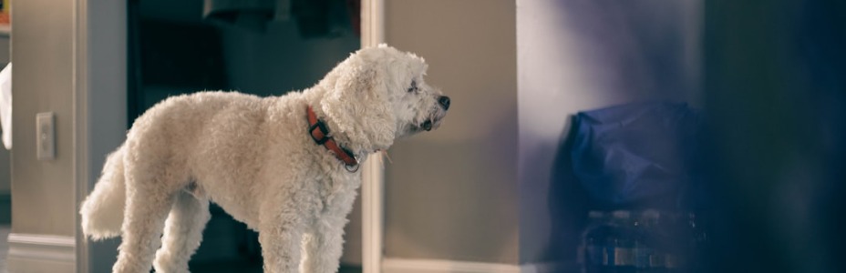 Why Carpet and Pet Odors Get Worse in Warm Weather in Green Bay